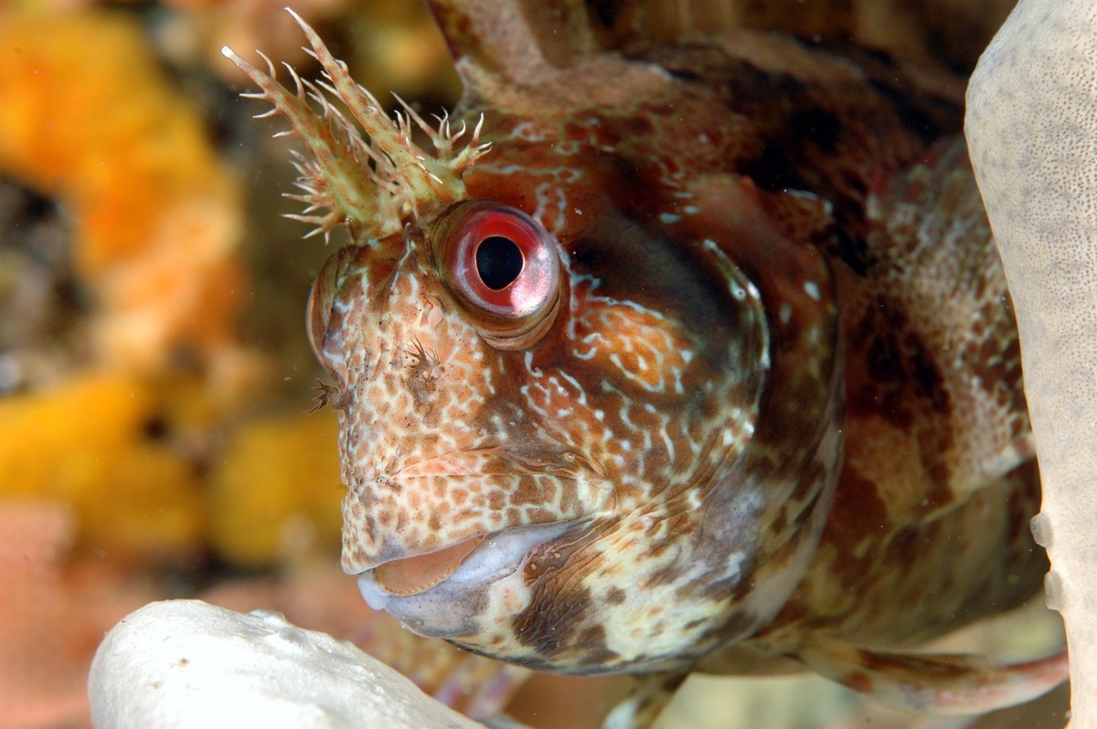 Tompot blenny 