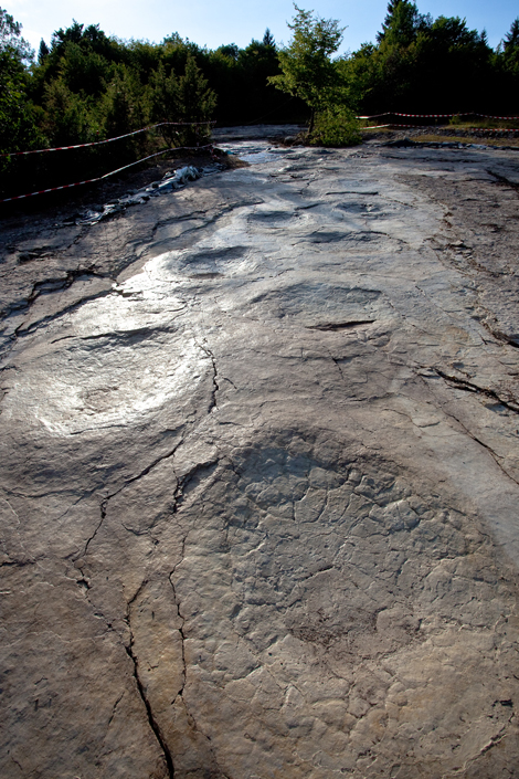 La piste de sauropode