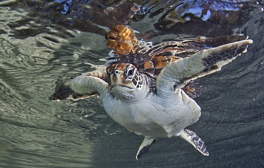 Tortue verte Chelonia mydas, exemple de grand succès de mesure de conservation : après sa protection et l’arrêt de son commerce ayant décimé la population, le nombre de pontes sur l’île de l’Ascension (plus grand site de ponte de l’espèce de l’Atlantique Sud) a été multiplié par six de 1977 à 2013. 