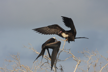 feeding event frigatebird