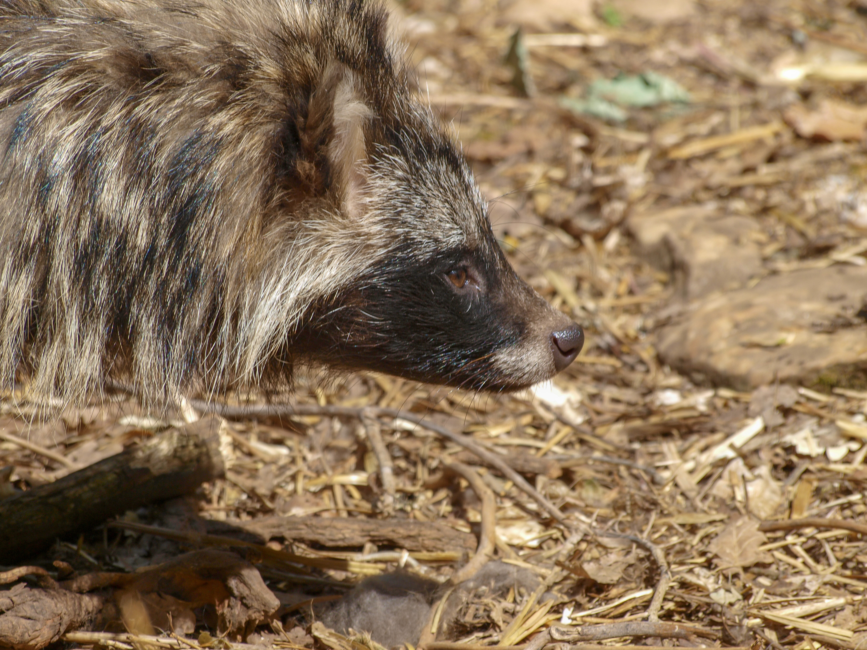 Raccoon dog © Adobe Stock