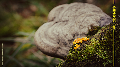 Blob en forêt