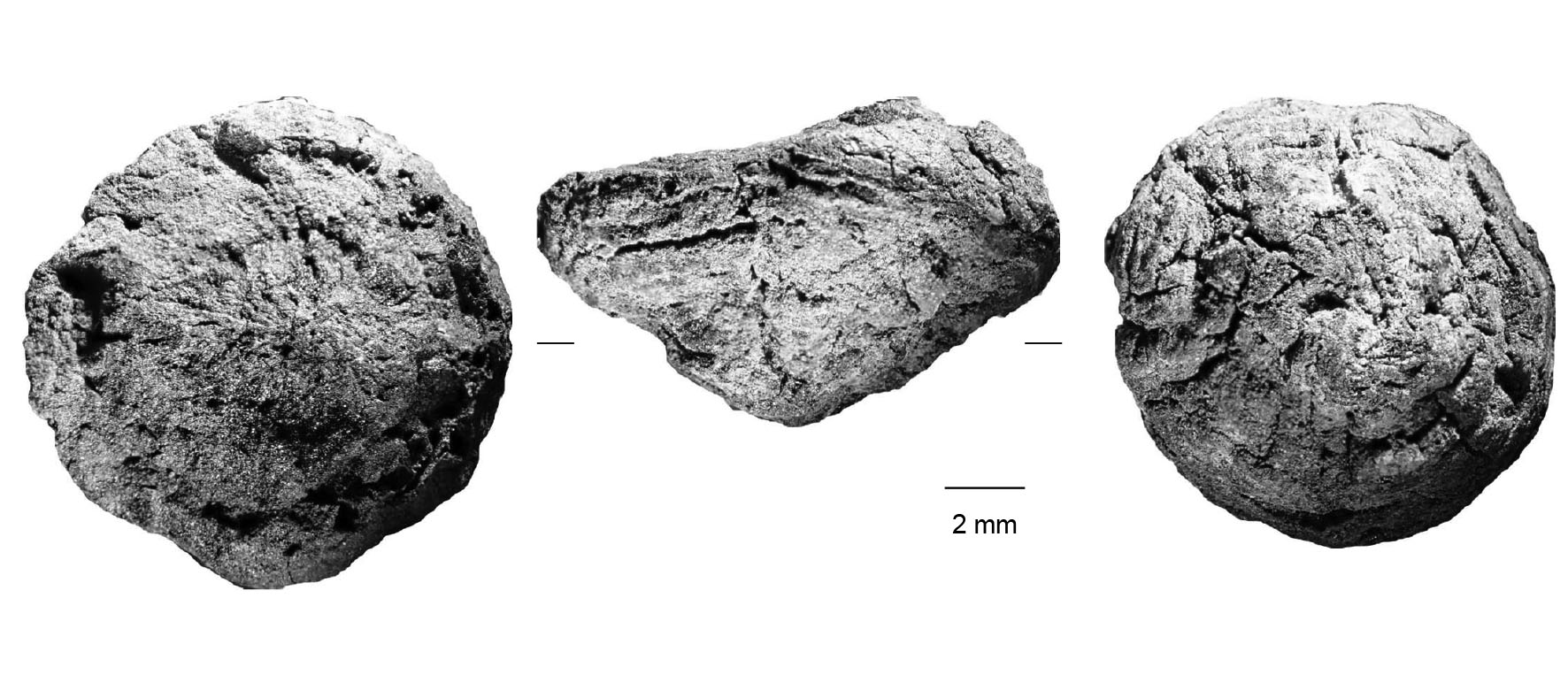 3 vues différentes d'un rhizome en microscopie