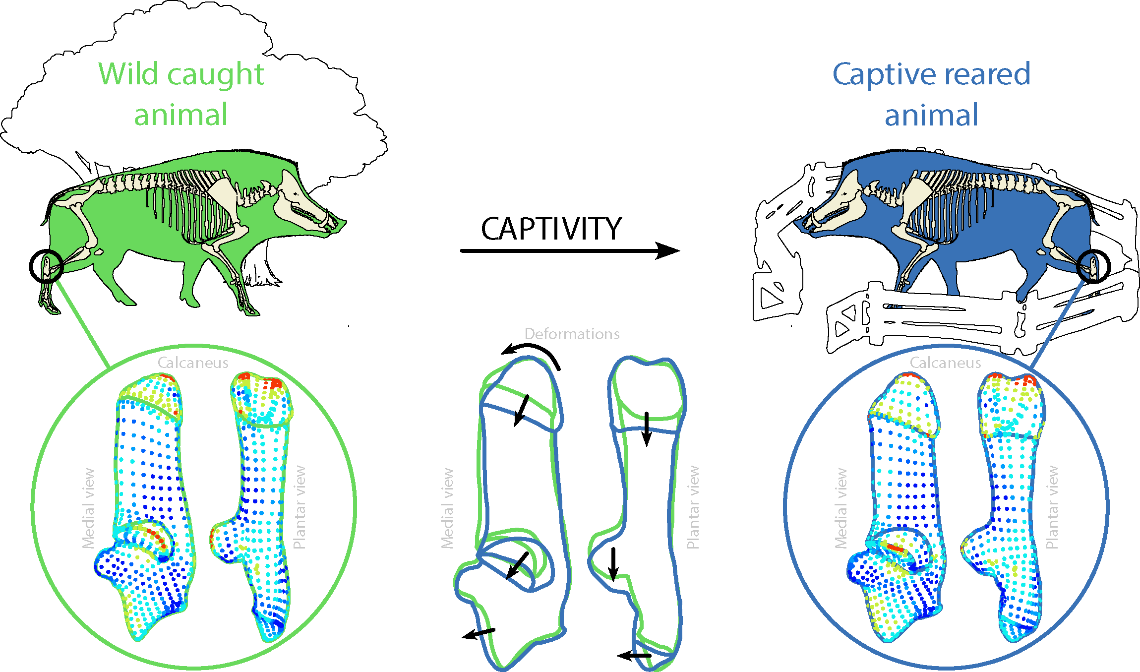 drawings and 3D shapes showing the changes in the calcaneus induced by captivity