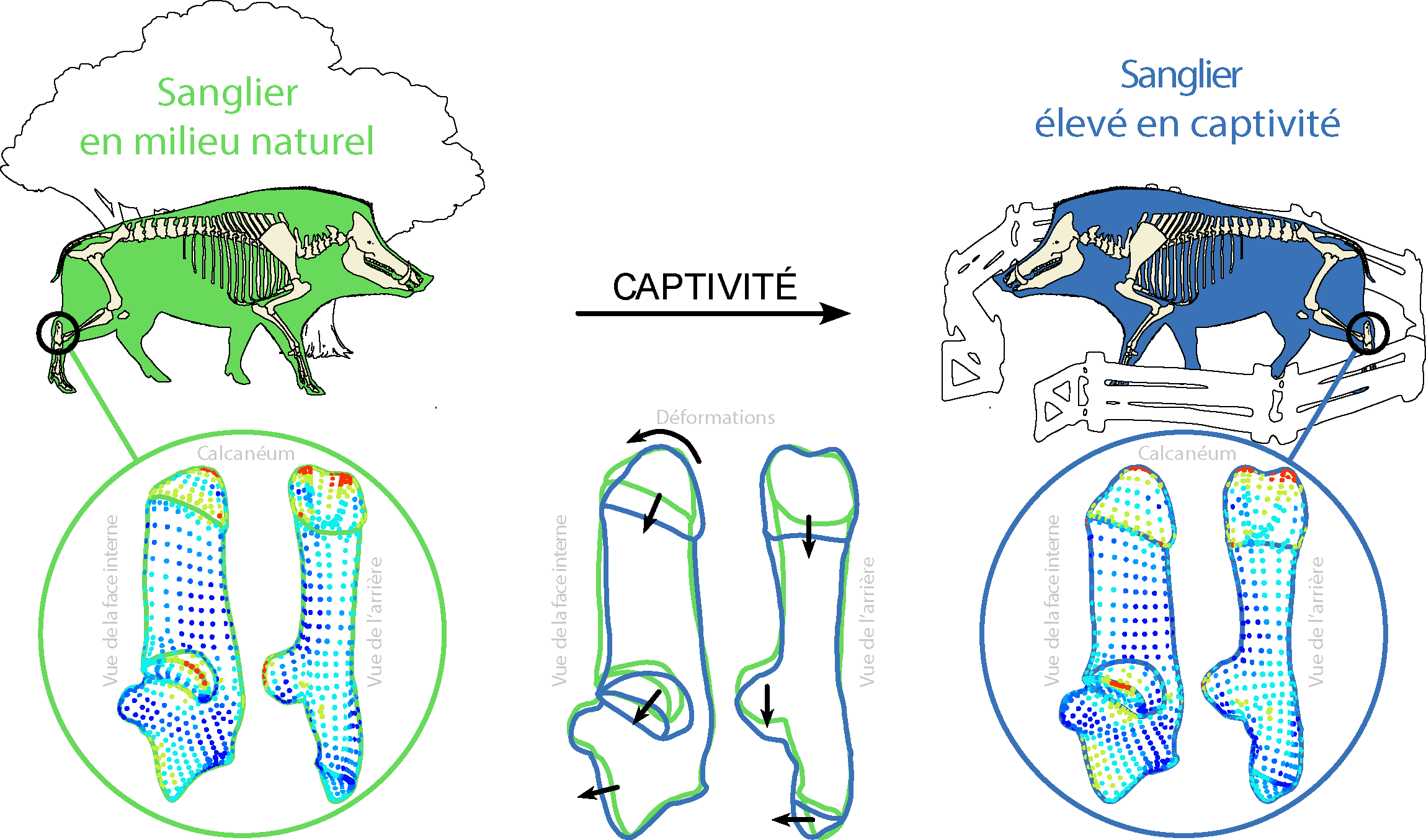 schéma montrant les modifications du calcanéum induites par la captivité