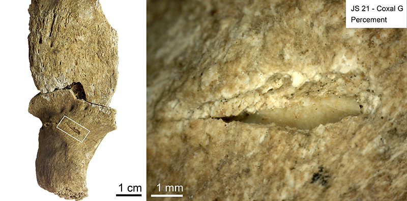 os avec vue d'ensemble et vue au microscope