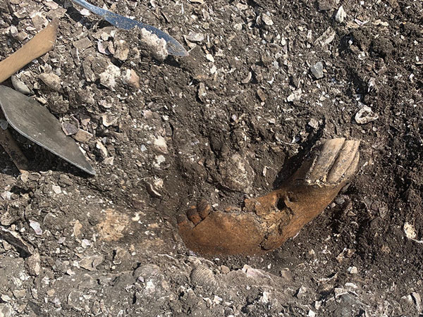 Horse mandible excavated from the Ginnerup archaeological site, Denmark