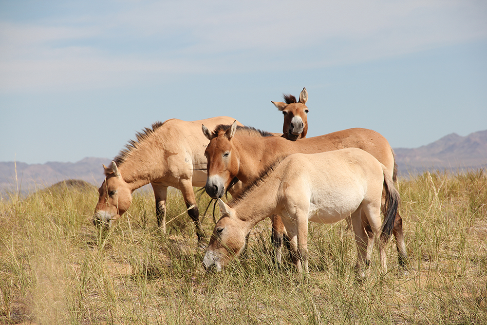 przewalski