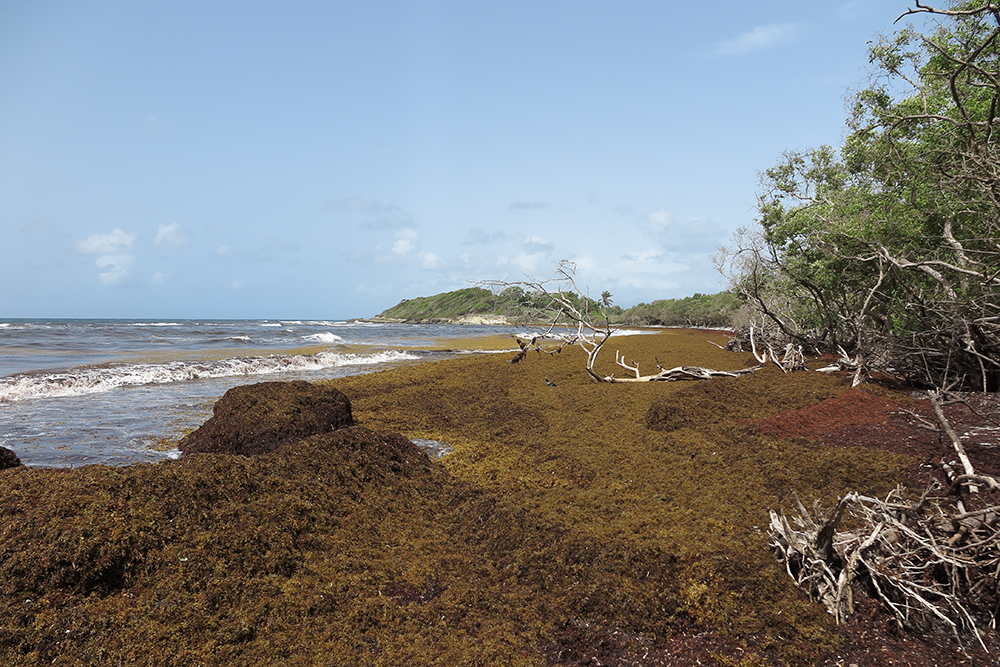 Sargasses échouées sur une plage