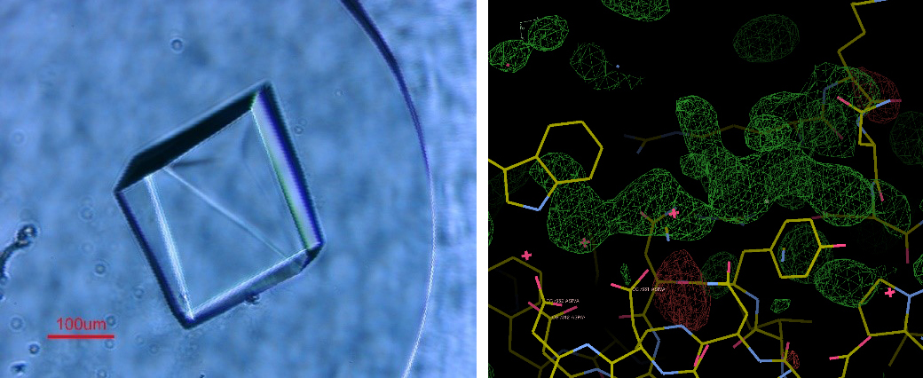 left: crystal structure; right: protein model