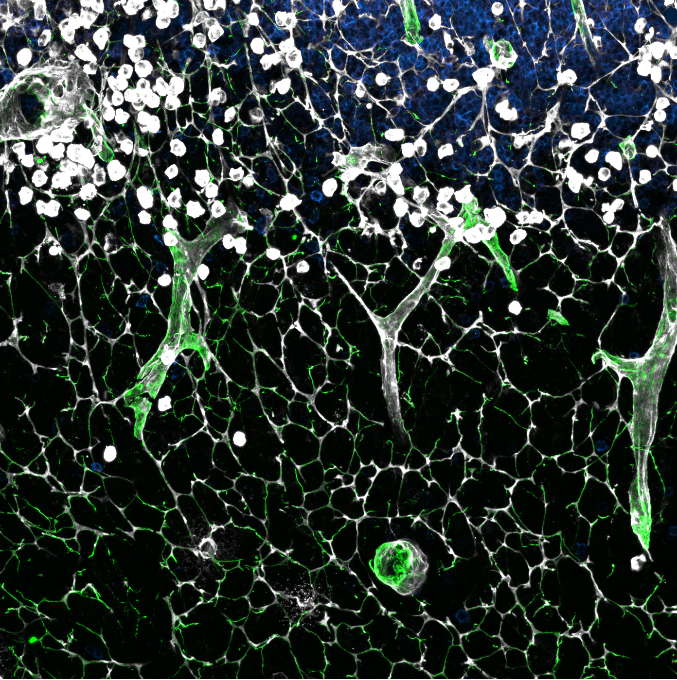 Image sous microscope à fluorescence