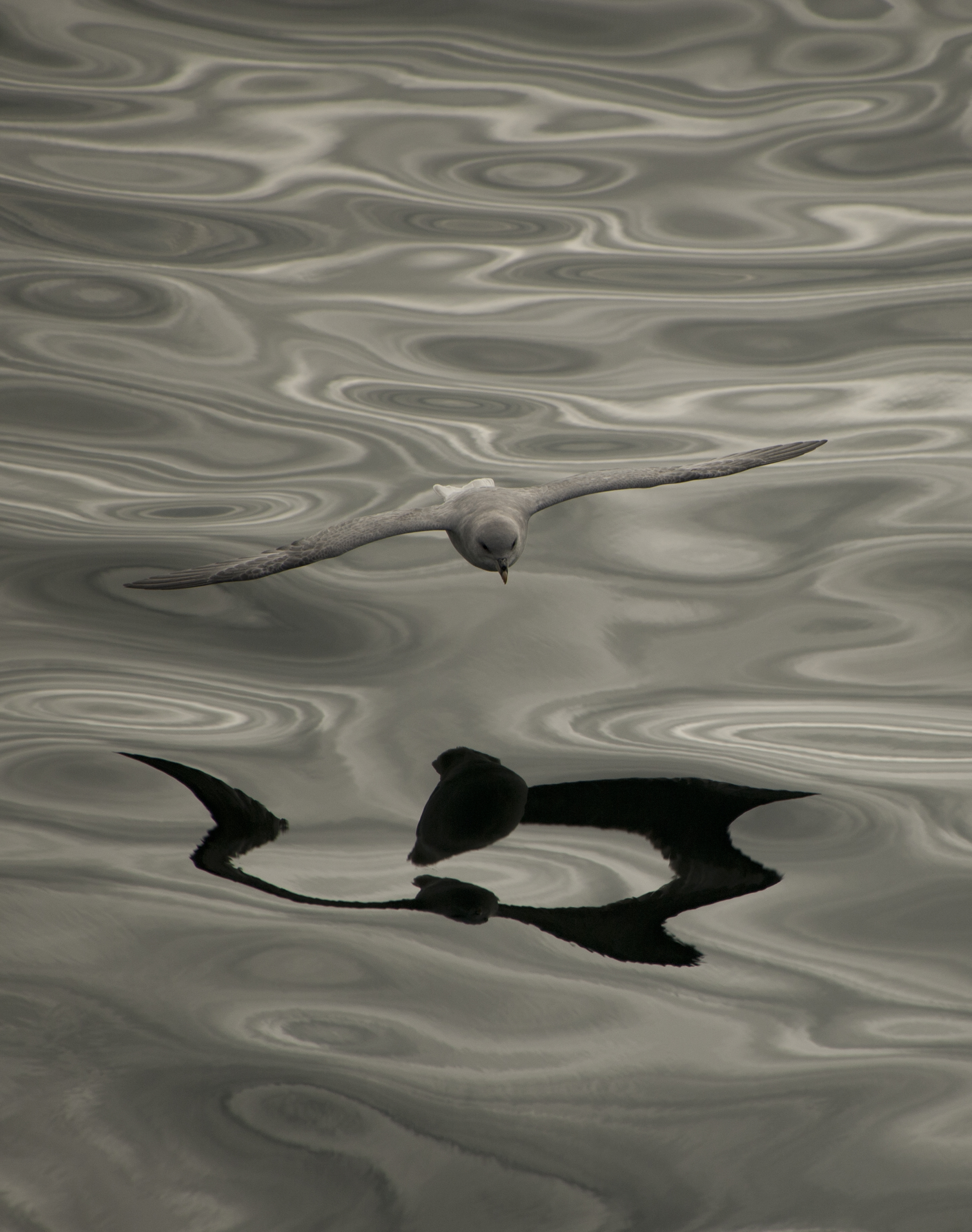 fulmar boréal au dessus de l'eau