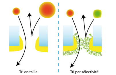 projet premat