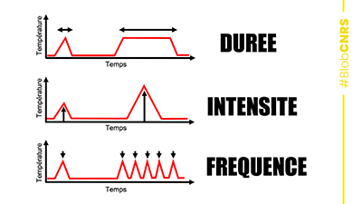 Différentes vagues de chaleur