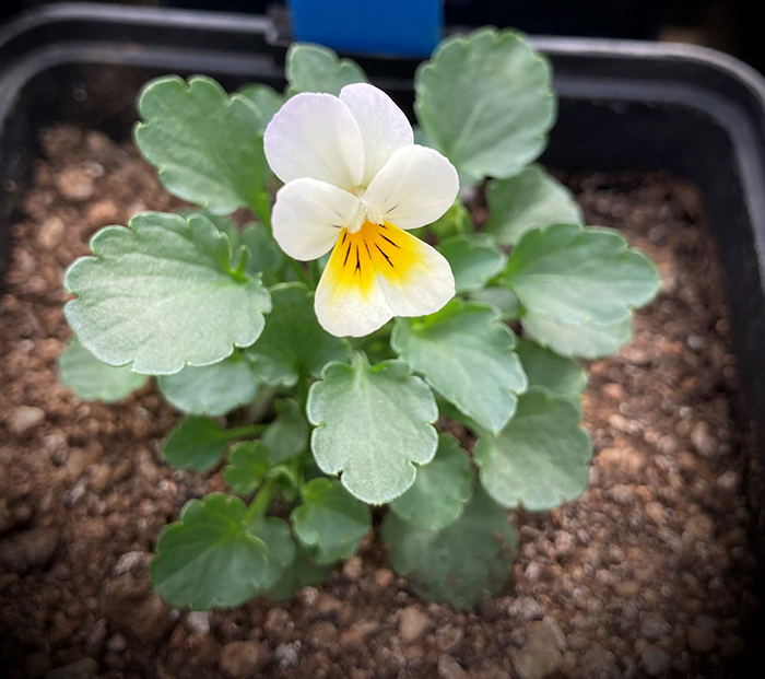 Viola arvensis