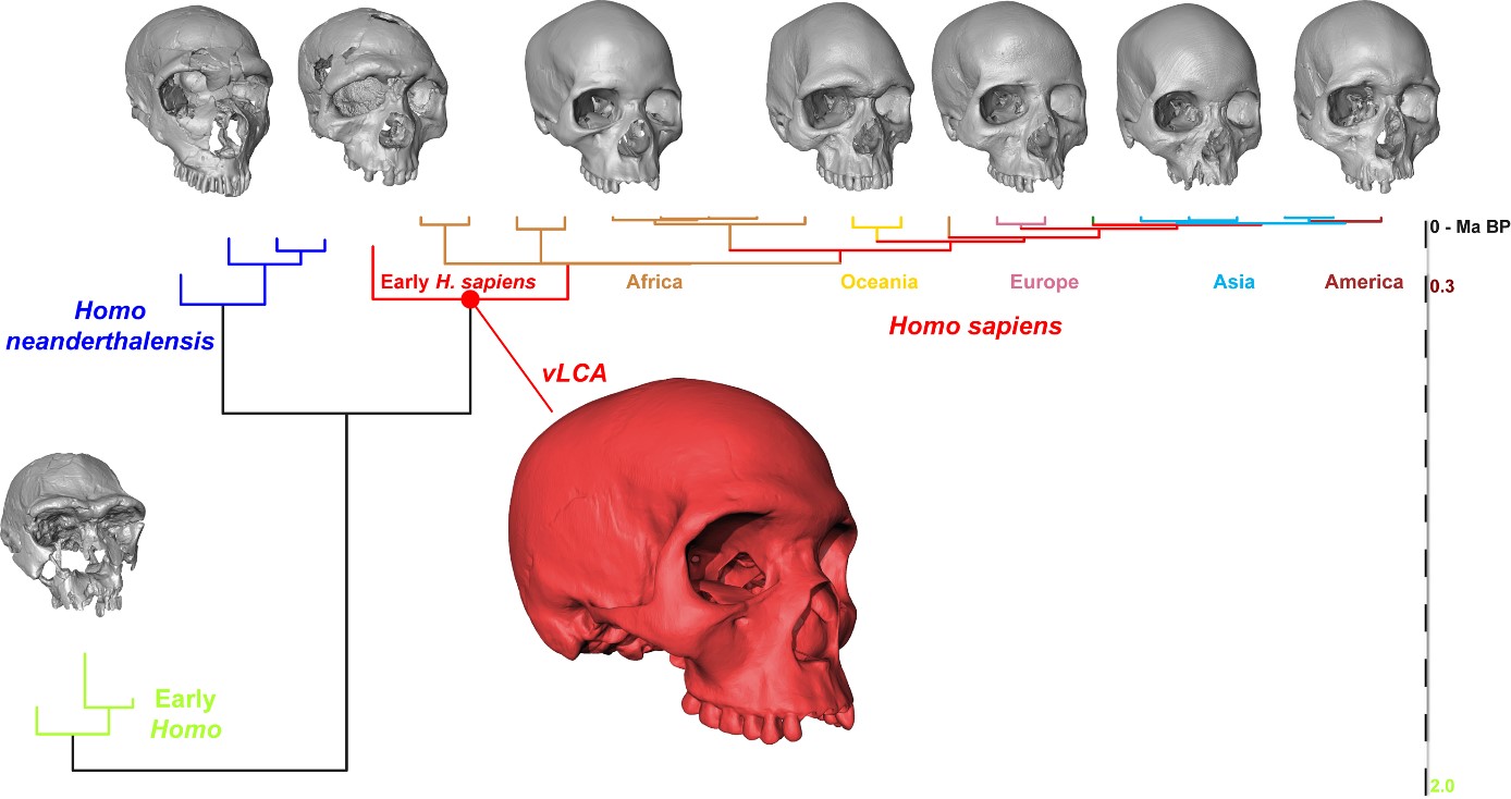 arbre de parenté représentant les relations entre populations étudiées dans cette étude. 