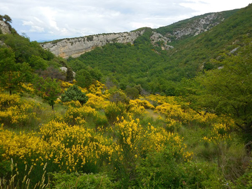 Régénération d’une forêt de chênes dans le Luberon