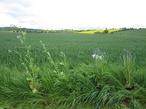 Expérimentation de pollinisation en bordure de parcelle dans l’un des paysages agricoles étudié.  Crédit : Annika Hass