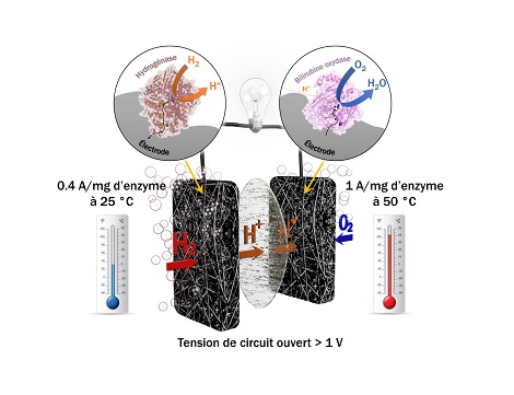 Biopile à combustible H2/O2 basée sur une hydrogénase thermostable résistante à l'oxygène et au monoxyde de carbone à l'anode et une bilirubine oxydase thermostable à la cathode fournissant des courants de l'ordre de l'ampère par milligramme d'enzymes.