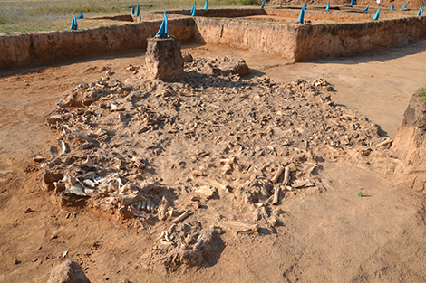 Site de fouille de Botai, nord du Kazakhstan, 2017.