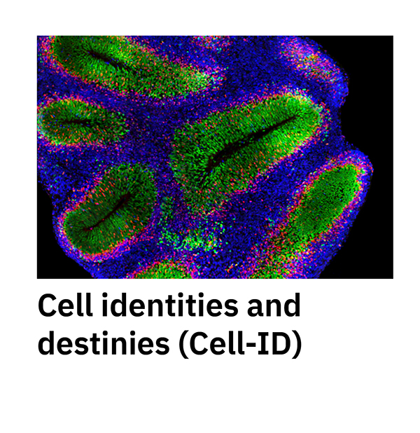 Cell identities and destinies (Cell-ID)