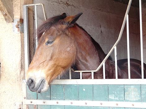 © Martine Hausberger  Cheval avec les oreilles vers l'arrière, un indicateur de mal-être potentiel. Dans cette étude, les chevaux étaient déclarés en état de mal-être chronique lorsqu'ils présentaient trois des quatre symptômes suivants : oreilles en arrière plus de la moitié du temps, problèmes vertébraux, anémie, nombre anormalement élevé de globules blancs neutrophiles).