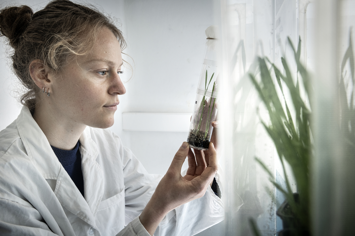 Observation d'une micro-cage dans laquelle sont conservés les pucerons collectés dans un champ de blé