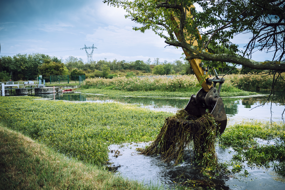 Récolte massive de jussies d’eau, "Ludwigia peploides", pour limiter la prolifération, dans le Gard