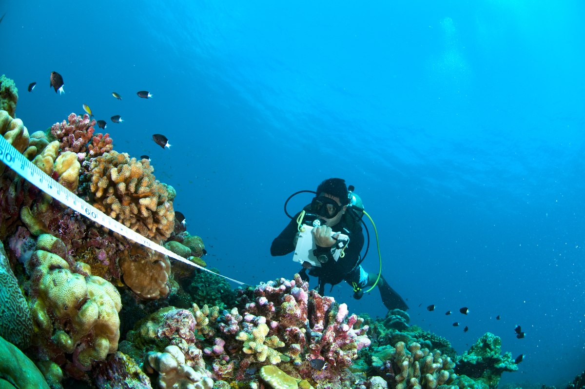 Près d’une île de la république des Kiribati, un plongeur répertorie toutes les espèces rencontrées dans un couloir de plusieurs mètres compris entre le fonds et la surface de l'océan, dans le cadre d’un suivi à long terme de la santé des récifs coralliens impactés par le changement climatique. © Yannick CHANCERELLE / CRIOBE / CNRS Photothèque