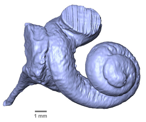 cochlea