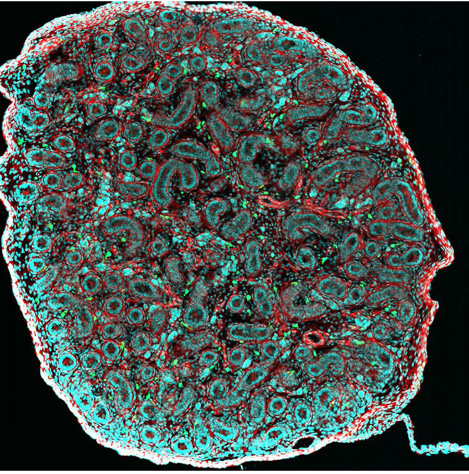 coupe testicule macrophages