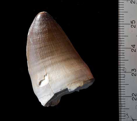 Dent de Prognathodon sp., un mosasaure de grande taille trouvé en abondance dans les phosphates du Maroc.