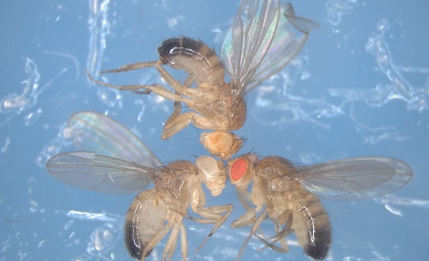 Three drosophila epilines are shown