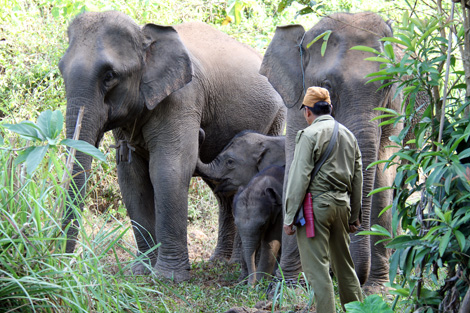 Éléphants captifs travaillant dans le débardage du bois au Laos.