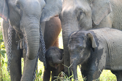 Éléphants captifs travaillant dans le débardage du bois au Laos.