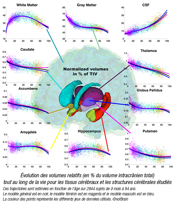 évolution des volumes relatifs tout au long de la vie pour les tissus cérébraux et les structures cérébrales étudiés
