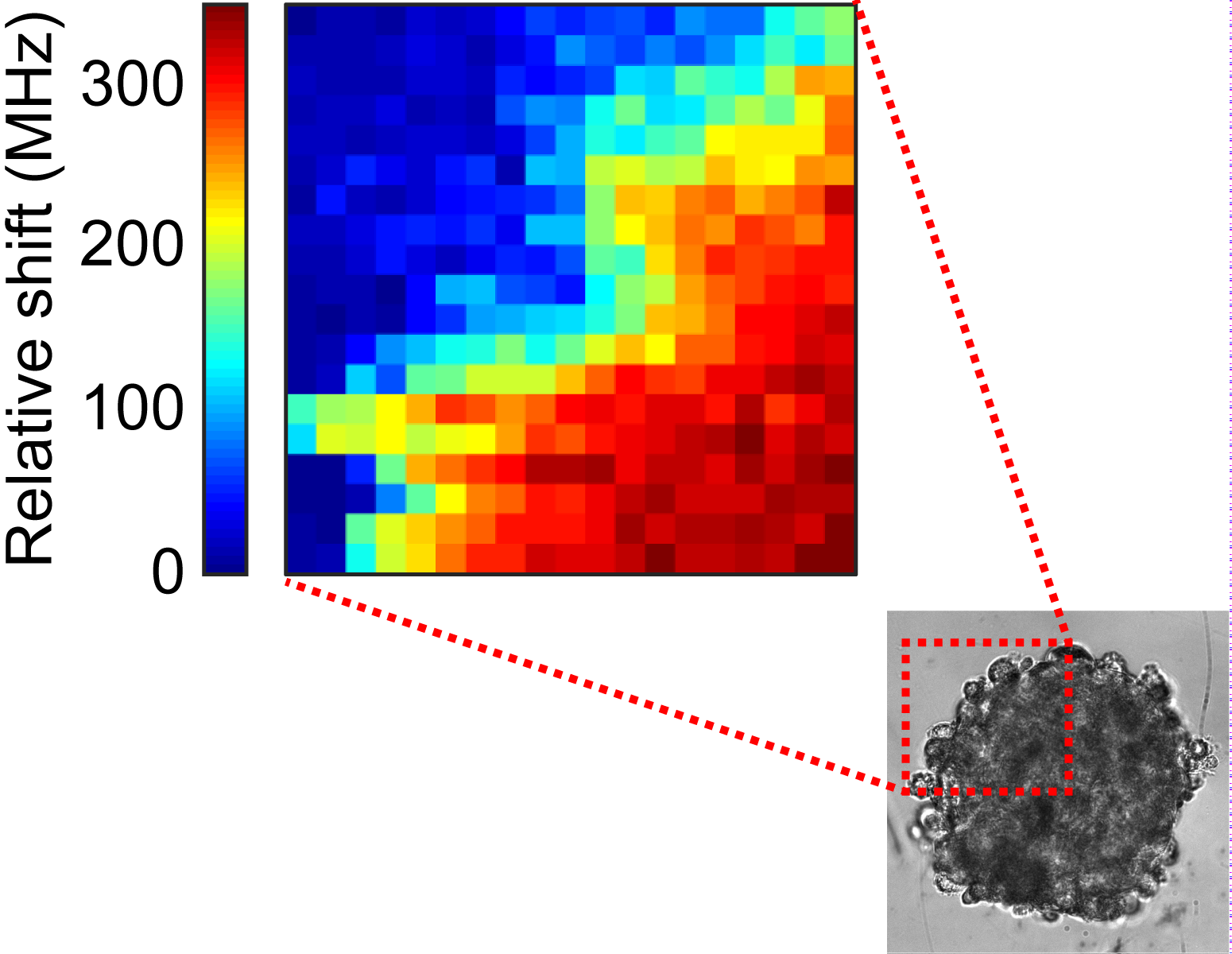 images obtenues par microscopie