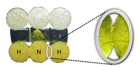 Physarum polycephalum expérimentés (ou habitués, H) qui fusionnent avec un congénère naïf (N). Le pseudopode qui traverse le pont provient du blob naïf. Au niveau de la zone de contact (zoom) on peut voir la formation d'une veine entre les blobs.