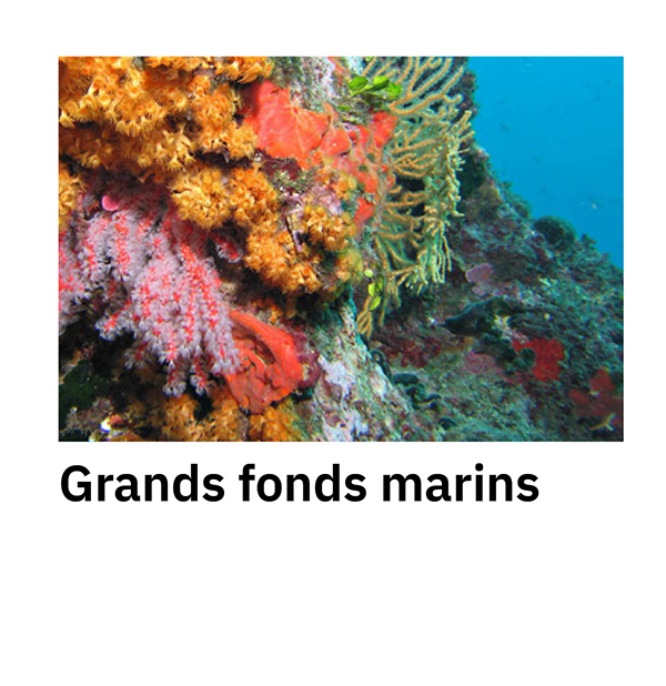 Grands fonds marins