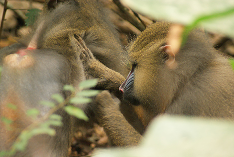 grooming