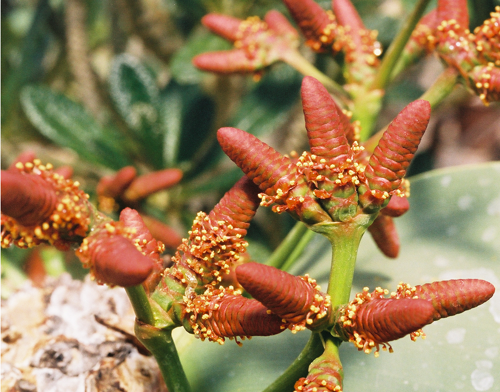 welwitschia