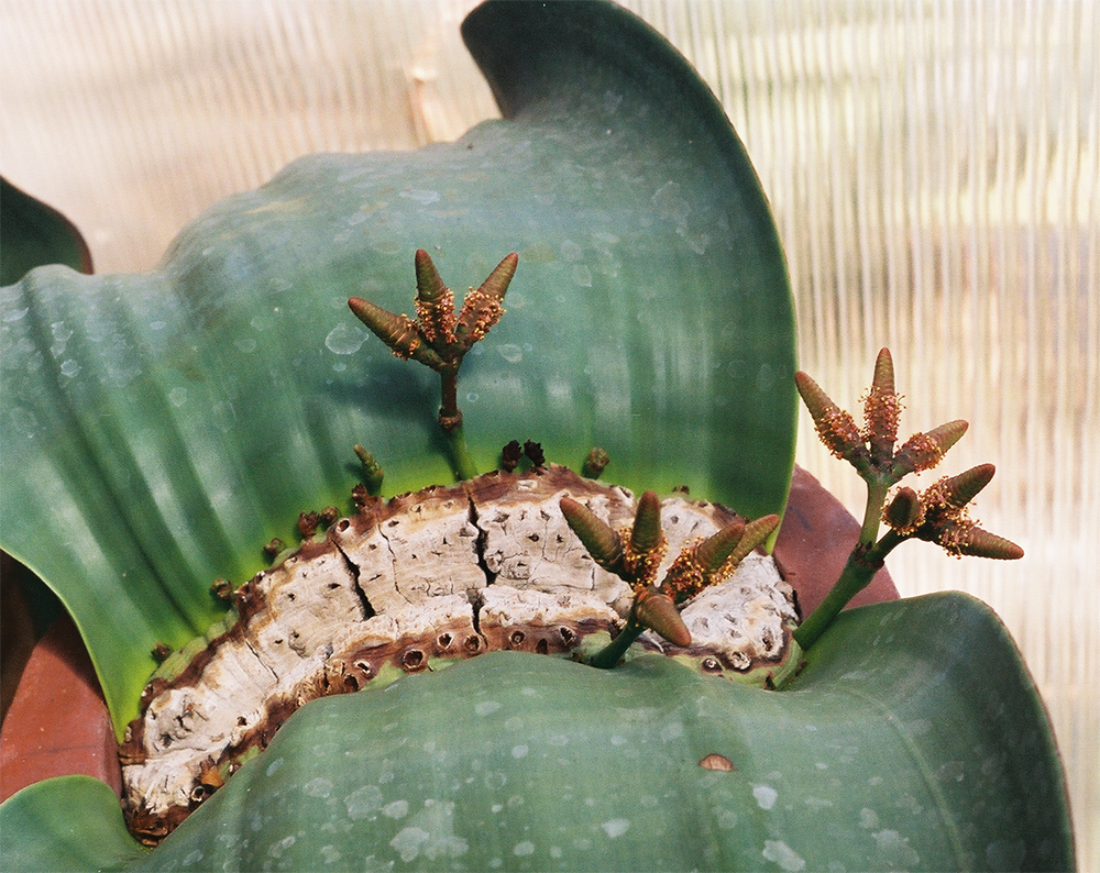 welwitschia