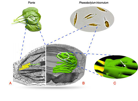 Phytoplancton