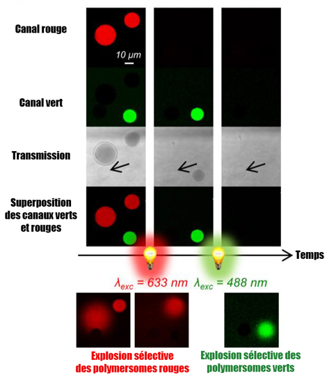 Observations au microscope confocal de trois types de vésicules.