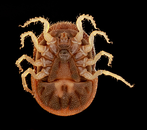 Vue ventrale de la tique molle Ornithodoros moubata infectée par une bactérie symbiotique du genre Francisella.