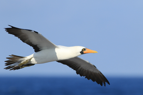 The survival of sea birds affected by ocean cycles