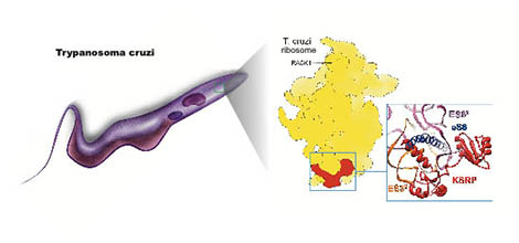 Ribosome du parasite Trypanosoma cruzi