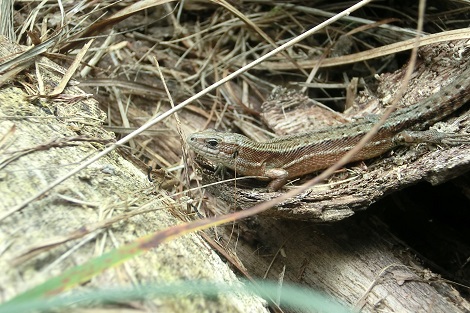 Lézard vivipare (Zootoca vivipara).