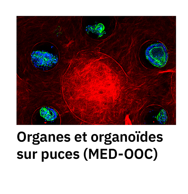 Organes et organoïdes sur puces (MED-OOC)