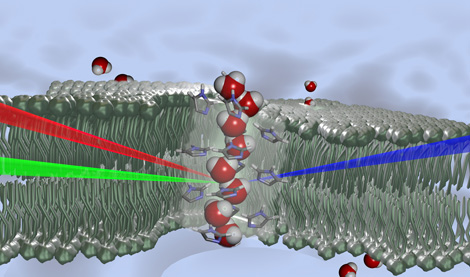 membranes